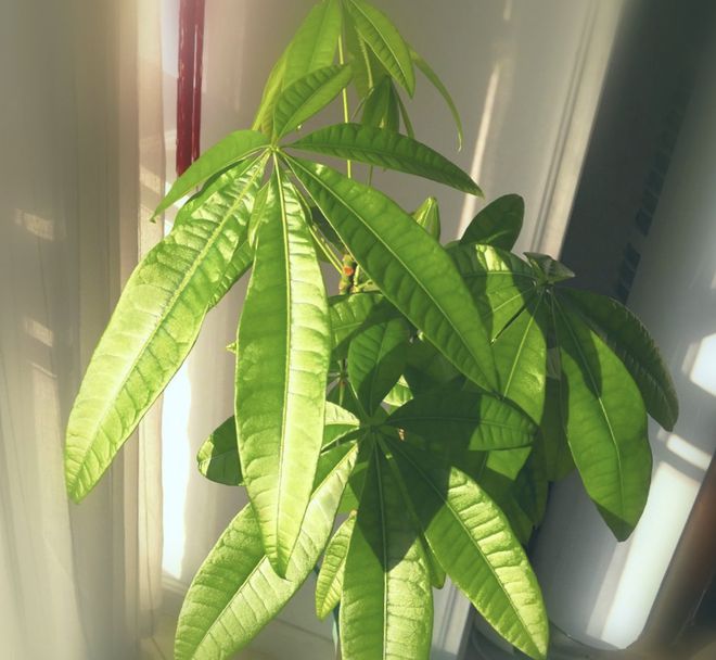 马上到春节了用这6样东西装扮家里红红火火年味十足(图7)
