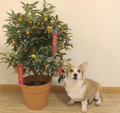 马上到春节了用这6样东西装扮家里红红火火年味十足(图6)