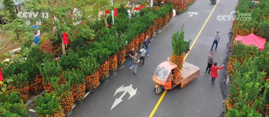 “花样经济”消费热度不减 “鲜花轨迹”纵跨南北扮靓中国年(图2)