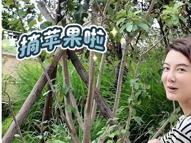 42岁车晓晒独居生活一人住别墅在小院摘苹果单身12年不孤单(图3)