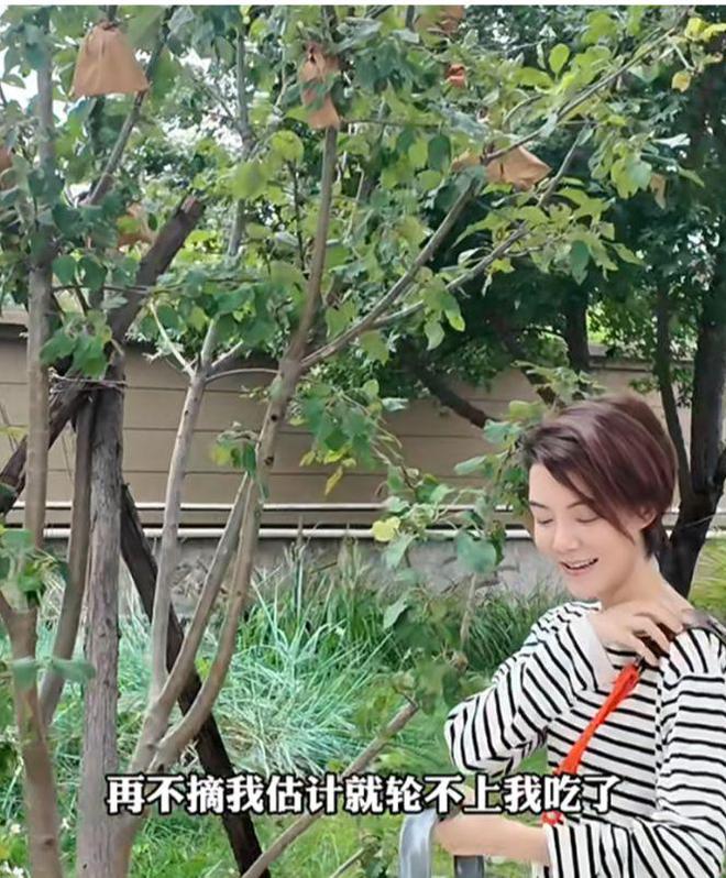 42岁车晓晒独居生活一人住别墅在小院摘苹果单身12年不孤单(图7)