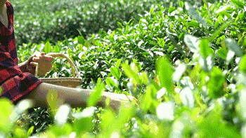 春节最受欢迎最实用的礼物榜单top6(图3)