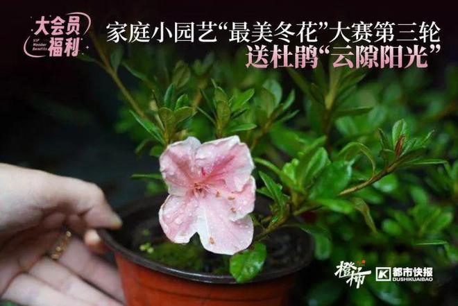 暂停一下送2025年对联啦！拱宸道院张大仙庙的新年对联礼盒来了(图7)