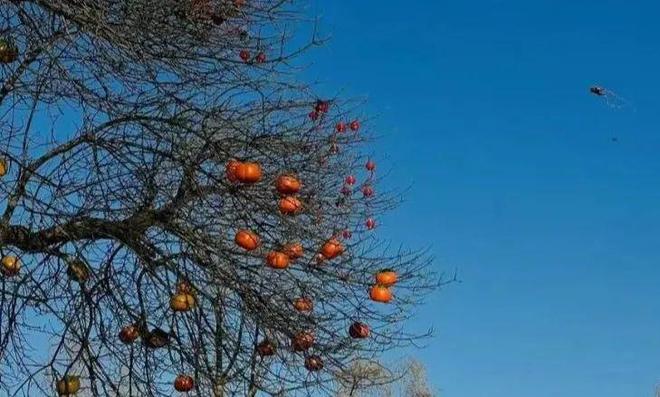 启动！万盏“柿子”树亮相顺义新春氛围感拉满(图4)