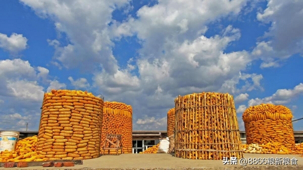 玉米小麦齐上涨 元旦后春节前能卖粮吗？(图3)