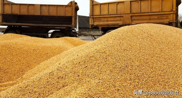 玉米小麦齐上涨 元旦后春节前能卖粮吗？(图2)