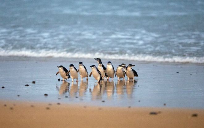 春节度假首选！果冻海、酒杯湾骑马看企鹅在澳洲海岛过盛夏(图3)