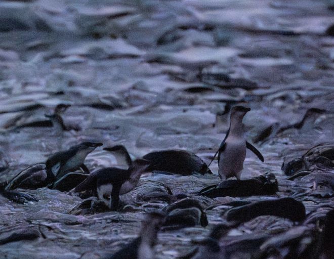 春节度假首选！果冻海、酒杯湾骑马看企鹅在澳洲海岛过盛夏(图10)