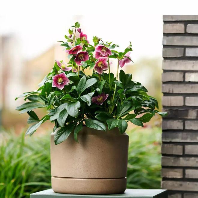 耐寒怕湿热的铁筷子花色品种超多春节前后可赏花(图2)