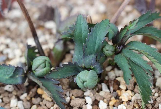 耐寒怕湿热的铁筷子花色品种超多春节前后可赏花(图3)