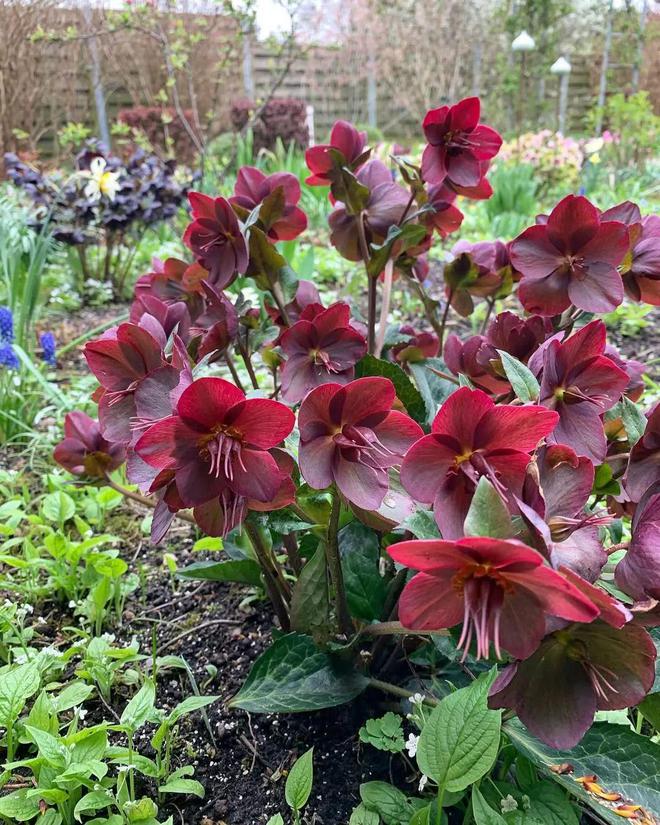 耐寒怕湿热的铁筷子花色品种超多春节前后可赏花(图6)