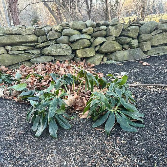 耐寒怕湿热的铁筷子花色品种超多春节前后可赏花(图5)