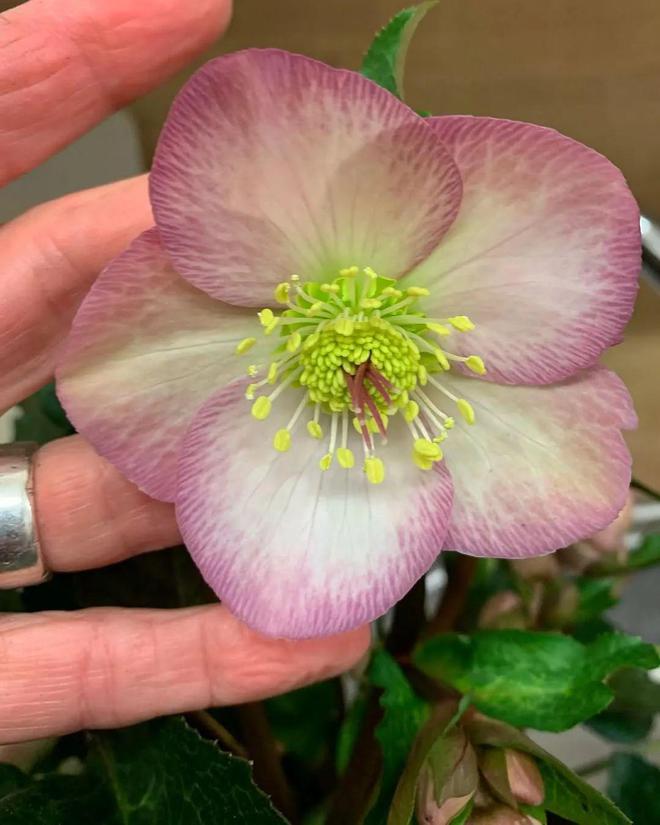 耐寒怕湿热的铁筷子花色品种超多春节前后可赏花(图8)