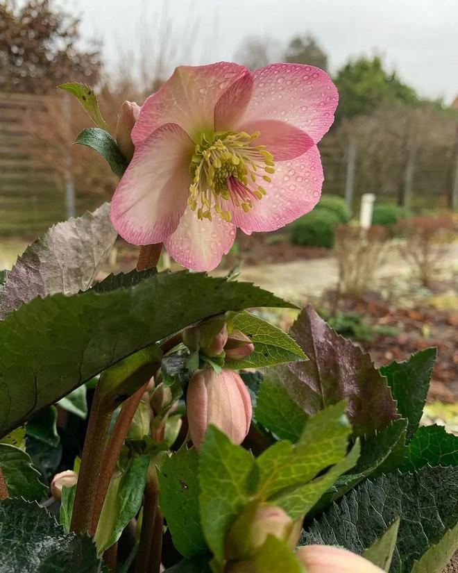 耐寒怕湿热的铁筷子花色品种超多春节前后可赏花(图7)