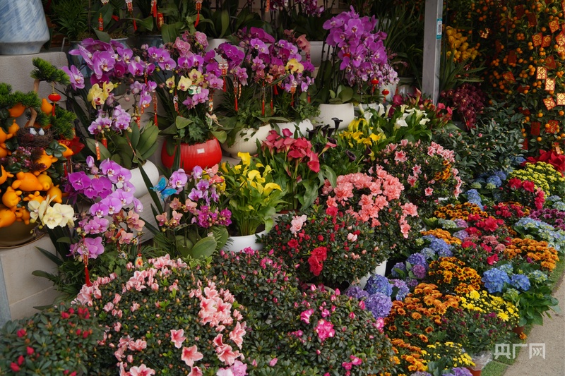 2025南宁迎春花市开市 姹紫嫣红迎新春(图3)