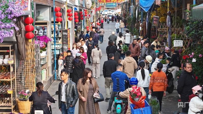 2025南宁迎春花市开市 姹紫嫣红迎新春(图4)