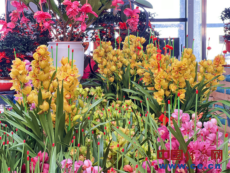 【新春走基层】亮色迎新春 “靓花靓鱼”装点节日喜庆(图3)