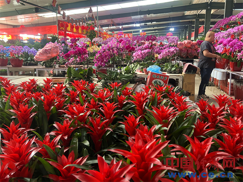【新春走基层】亮色迎新春 “靓花靓鱼”装点节日喜庆(图2)