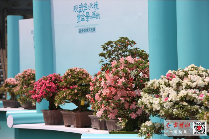武当山盆景艺术文化展开展 市民可免费预约观展(图2)