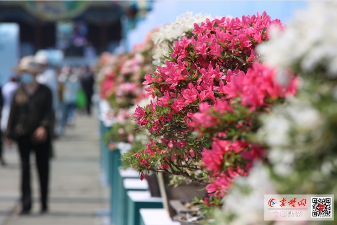 武当山盆景艺术文化展开展 市民可免费预约观展(图3)