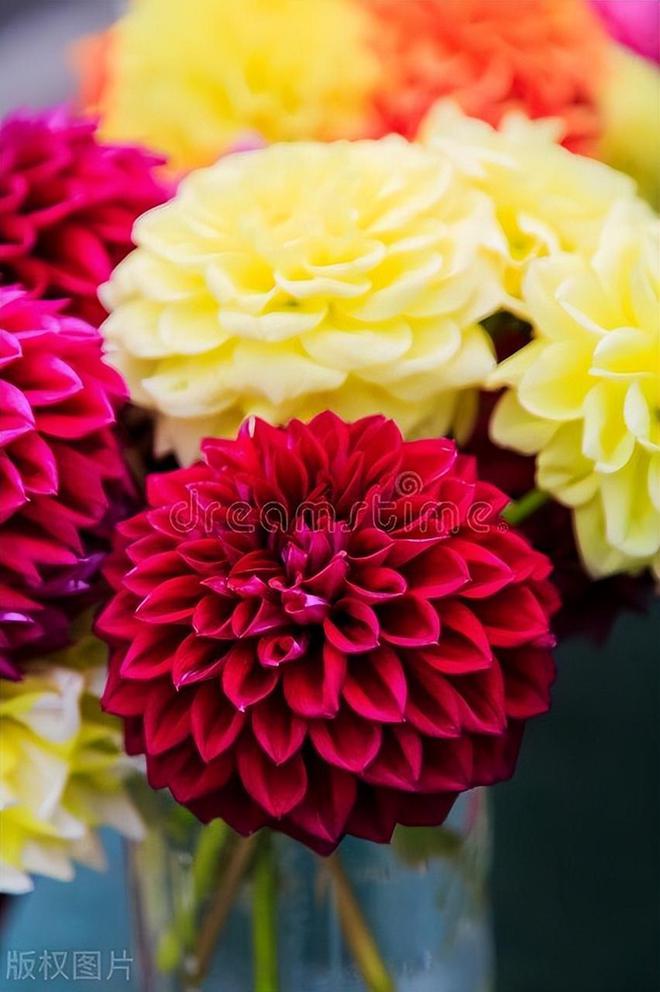大丽花：象征好运与华丽的花中皇后(图4)