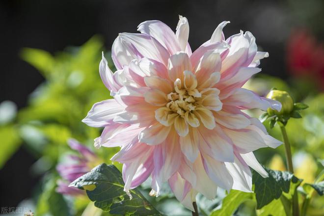 大丽花：象征好运与华丽的花中皇后(图5)