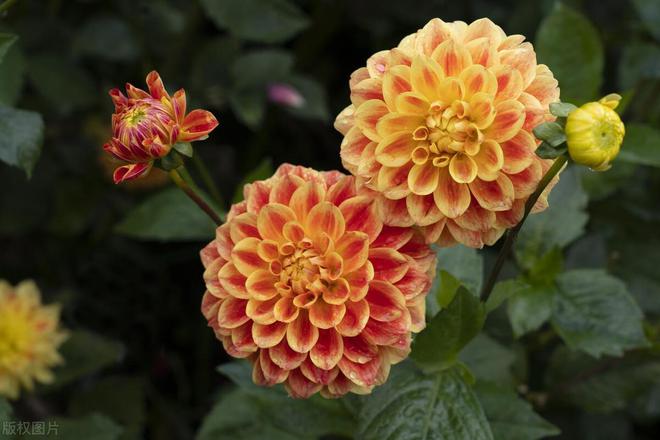 大丽花：象征好运与华丽的花中皇后(图1)