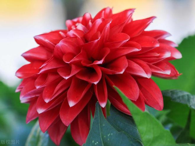 大丽花：象征好运与华丽的花中皇后(图2)