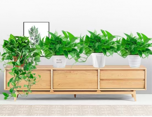推荐指数！2025新房除甲醛的6种方法很实用！(图3)