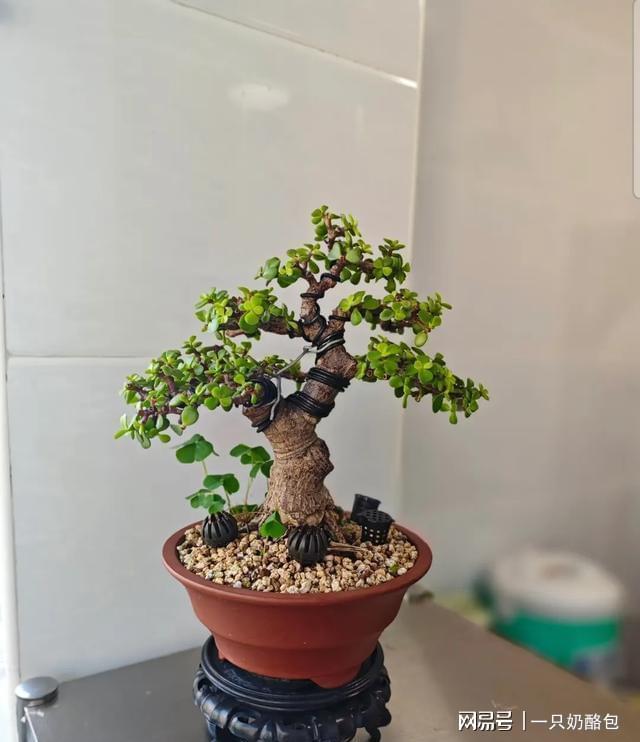 山东大哥巧手造花好月圆 金枝玉叶变身艺术盆景(图1)