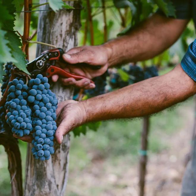 睡前来一瓶微醺的不上头！澳洲小瓶红酒200元24瓶！(图22)