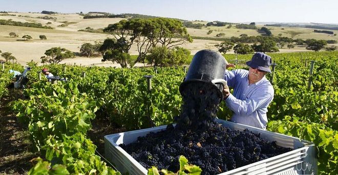 睡前来一瓶微醺的不上头！澳洲小瓶红酒200元24瓶！(图24)