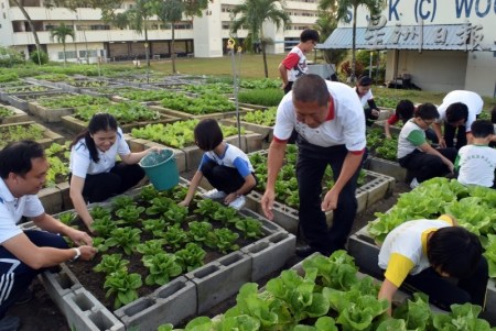 大马华小“种菜养校” 大丰收迎春节(组图)(图2)