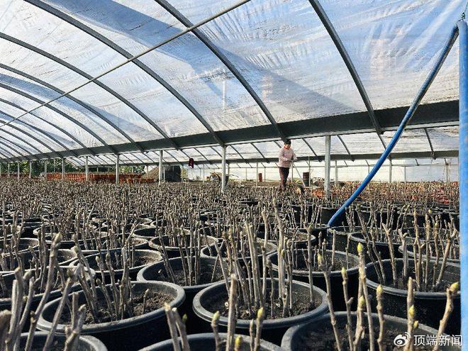 年销26万盆！洛阳一社区吃上“牡丹饭”(图2)