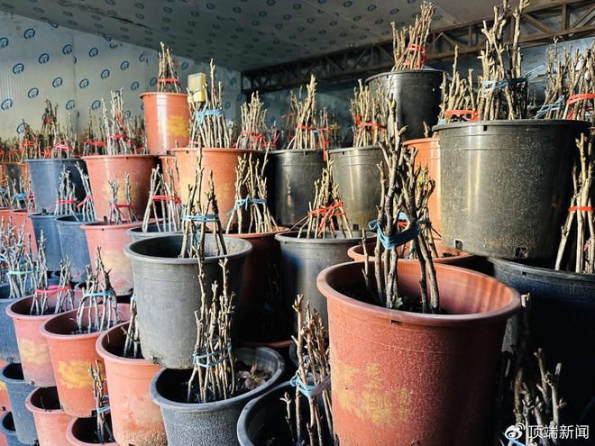 年销26万盆！洛阳一社区吃上“牡丹饭”(图4)