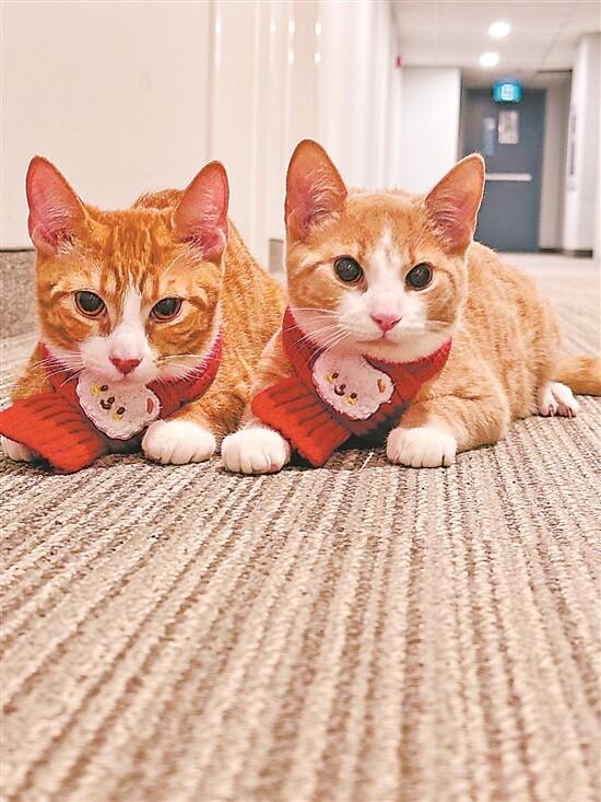 金蛇呈祥 共庆佳节：海外中国留学生这样过春节(图2)