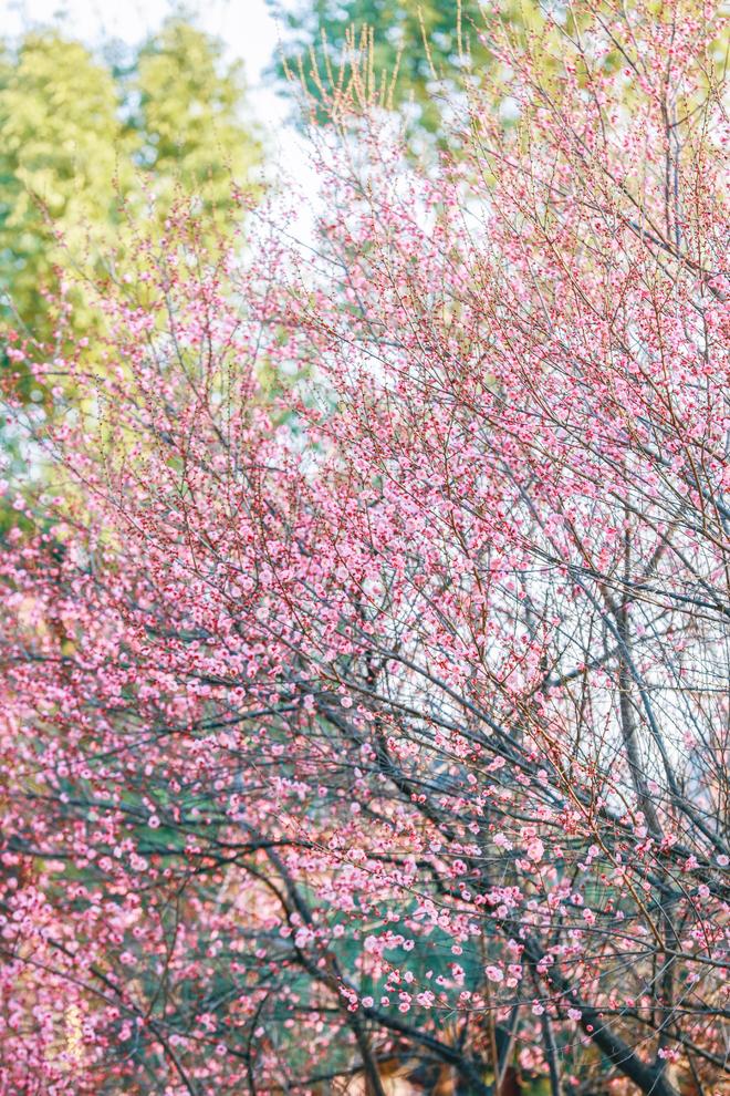 第十届武汉园博园花灯会1月28日盛大启幕 万马奔腾主题灯展54天横跨四大新春节点(图6)