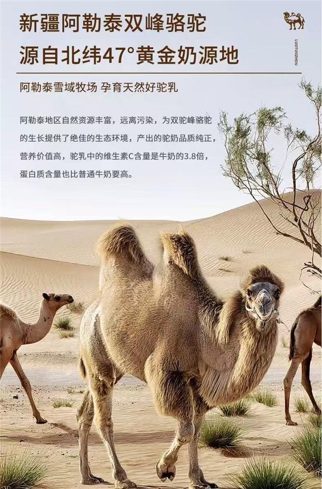 关心长辈健康春节哪些骆驼奶粉礼盒性价比高还显面子？榜单推荐(图4)