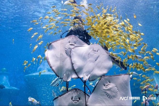 广州元旦文旅盛宴启幕：海洋奇观、国宾馆奇遇、香雪实惠上阵(图2)