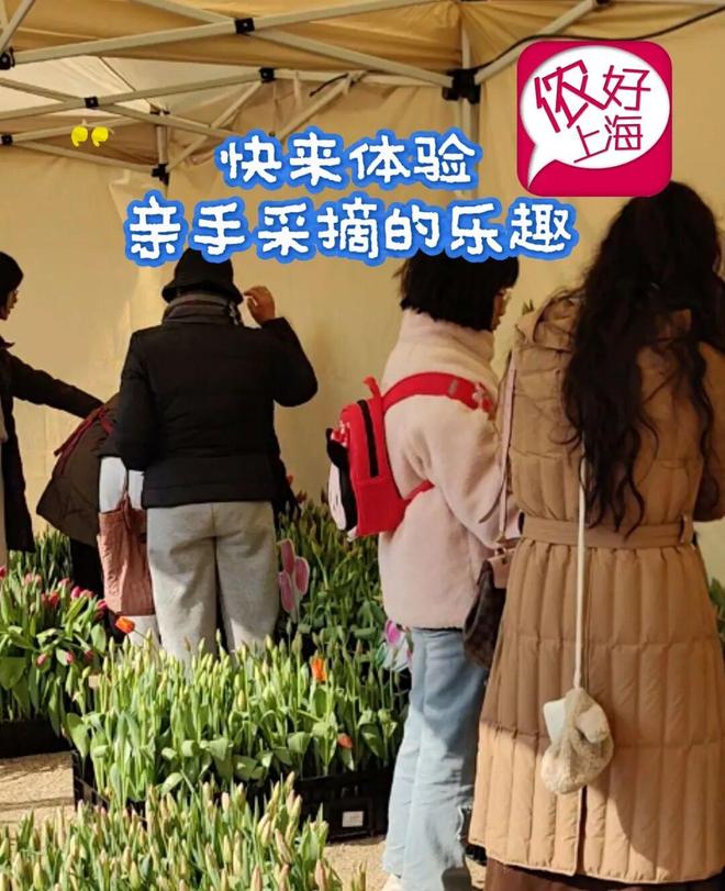 全上海“花头最niong”的地方!许多人全家出动!91岁“花样阿婆”透露长寿秘诀(图8)