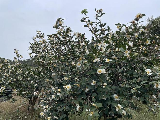 双湖记｜新春走基层(图14)